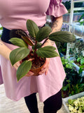 Homalomena Red Sumatra fi10.5