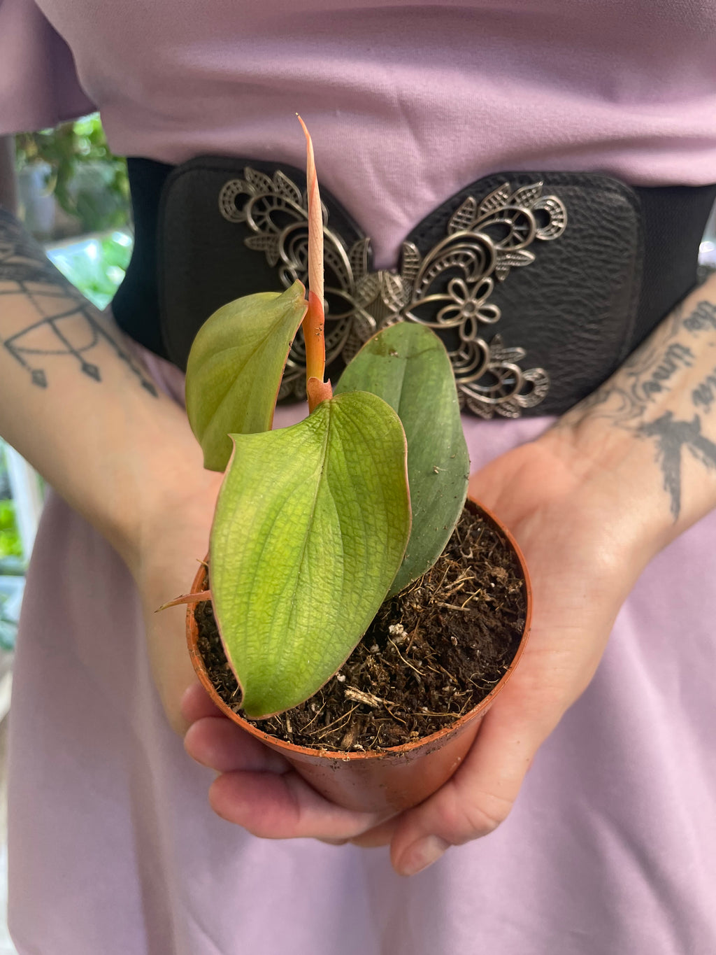burle marx fantasy philodendron Philodendron Burle Marx Fantasy fi8 – PLANTMANIA