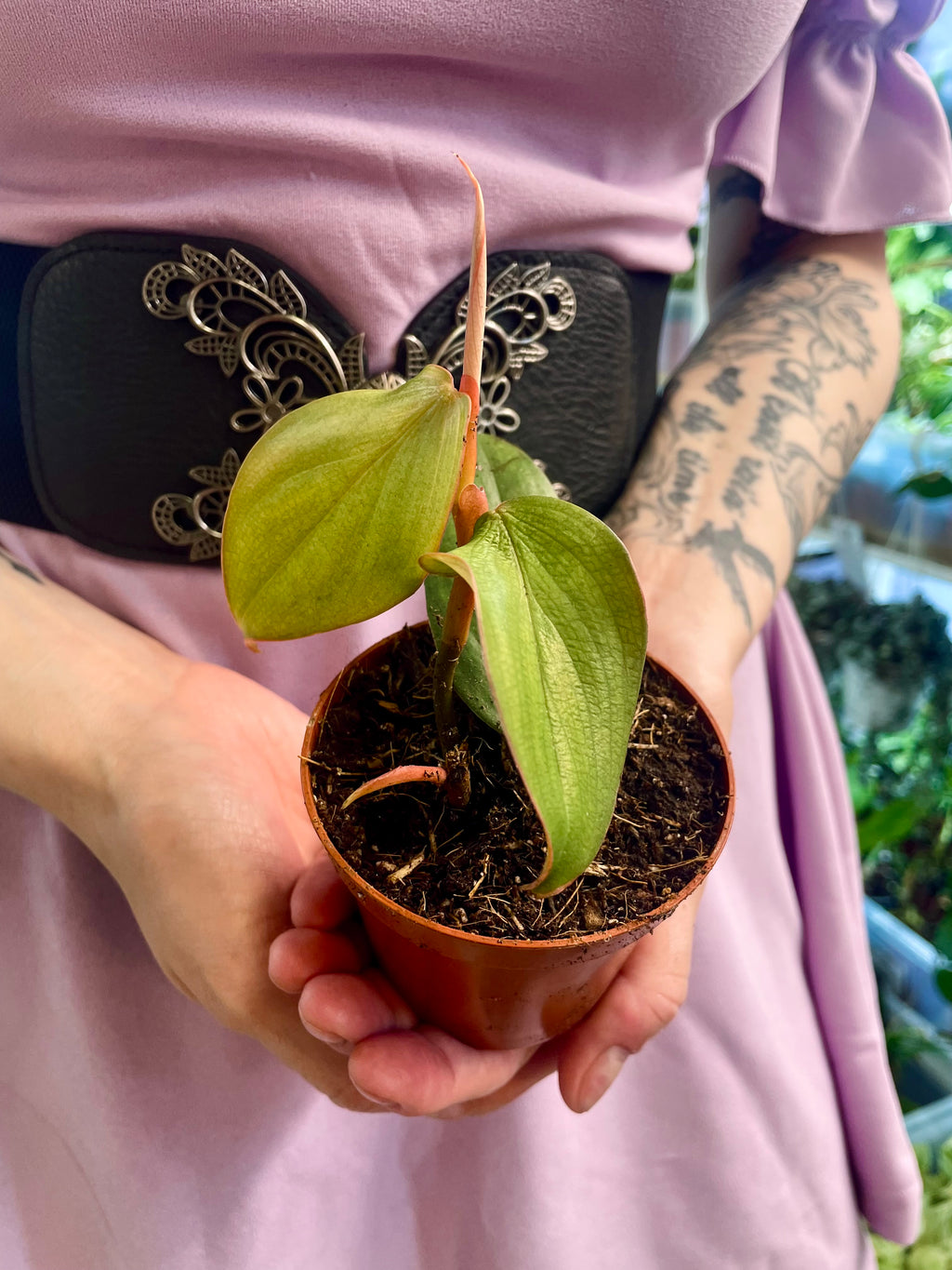 Philodendron Burle Marx Fantasy fi8