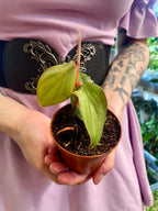 Philodendron Burle Marx Fantasy fi8