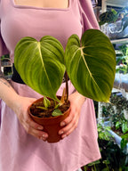Philodendron Gloriosum fi12