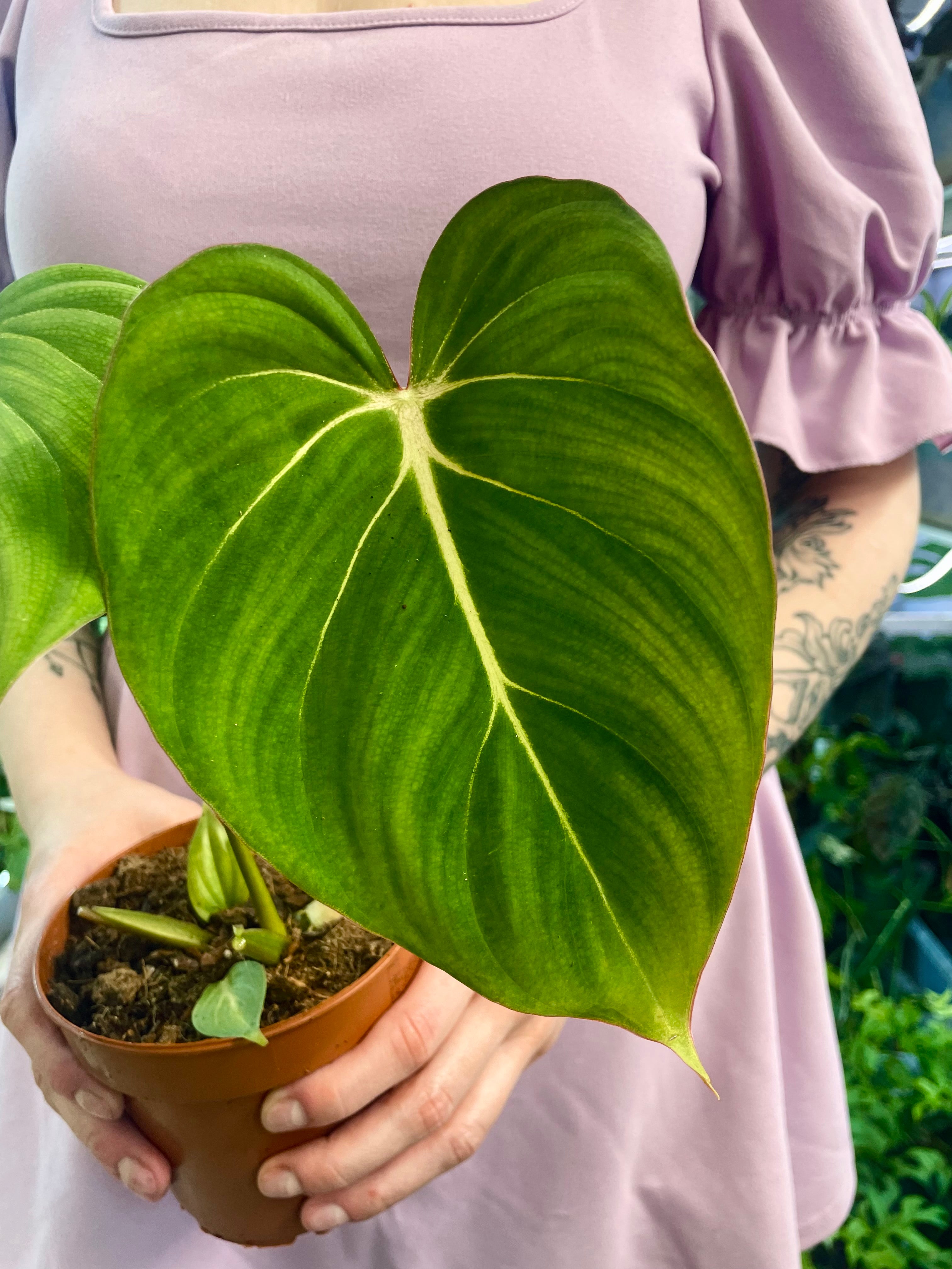 Philodendron Gloriosum fi12