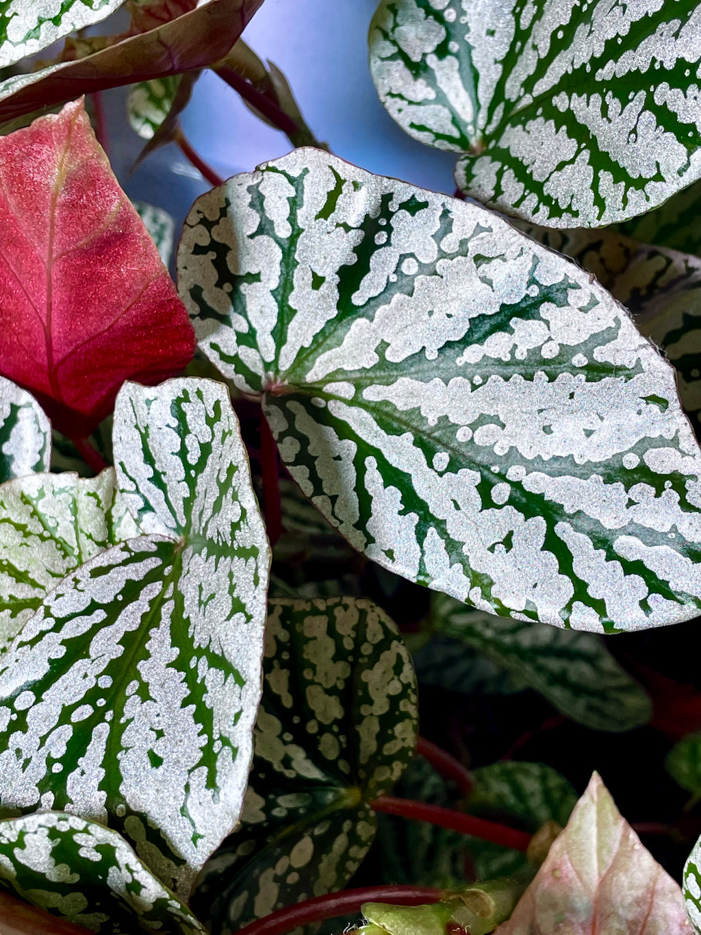Begonia Snowcap fi6