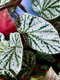 Begonia Snowcap fi6