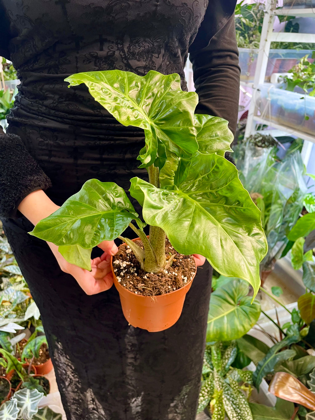 Alocasia Low Rider fi12