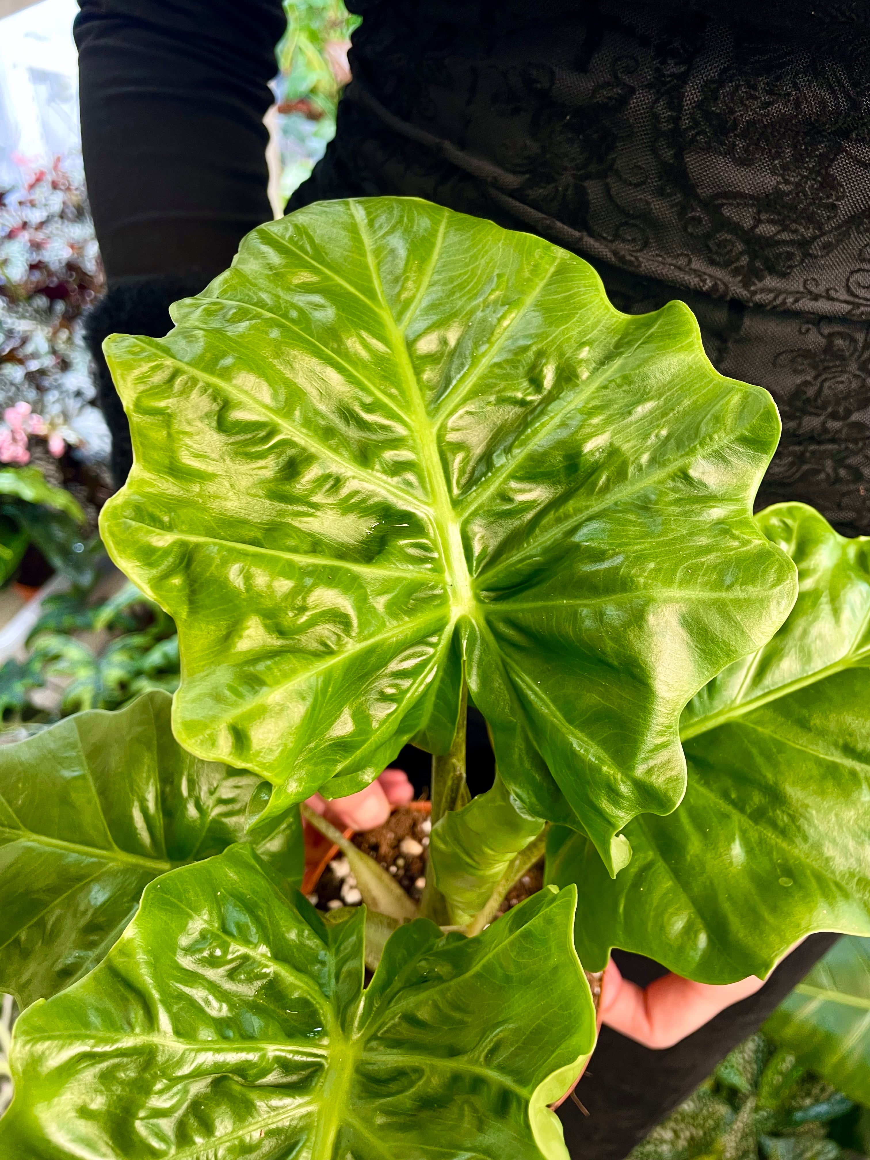 Alocasia Low Rider fi12