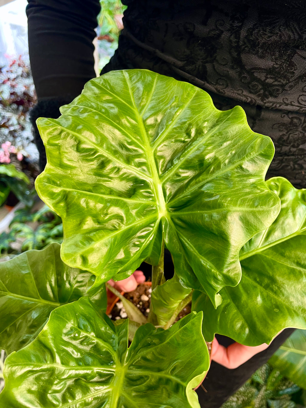 Alocasia Low Rider fi12