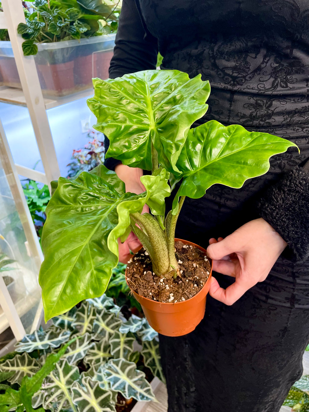 Alocasia Low Rider fi12