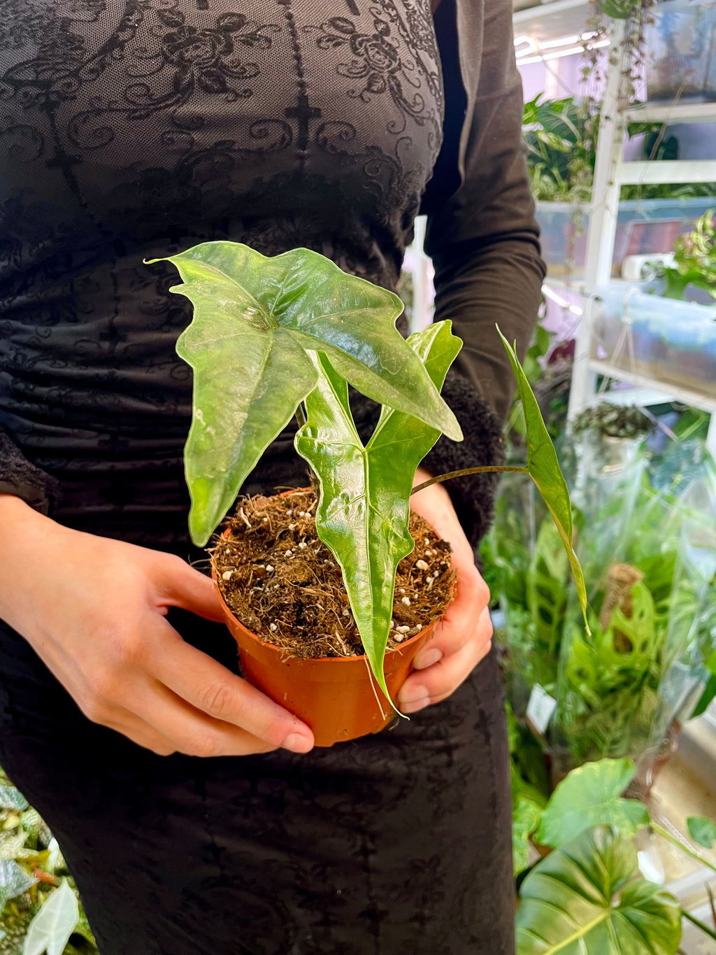 Alocasia nycteris Batwing fi10,5