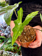 Alocasia nycteris Batwing fi10,5