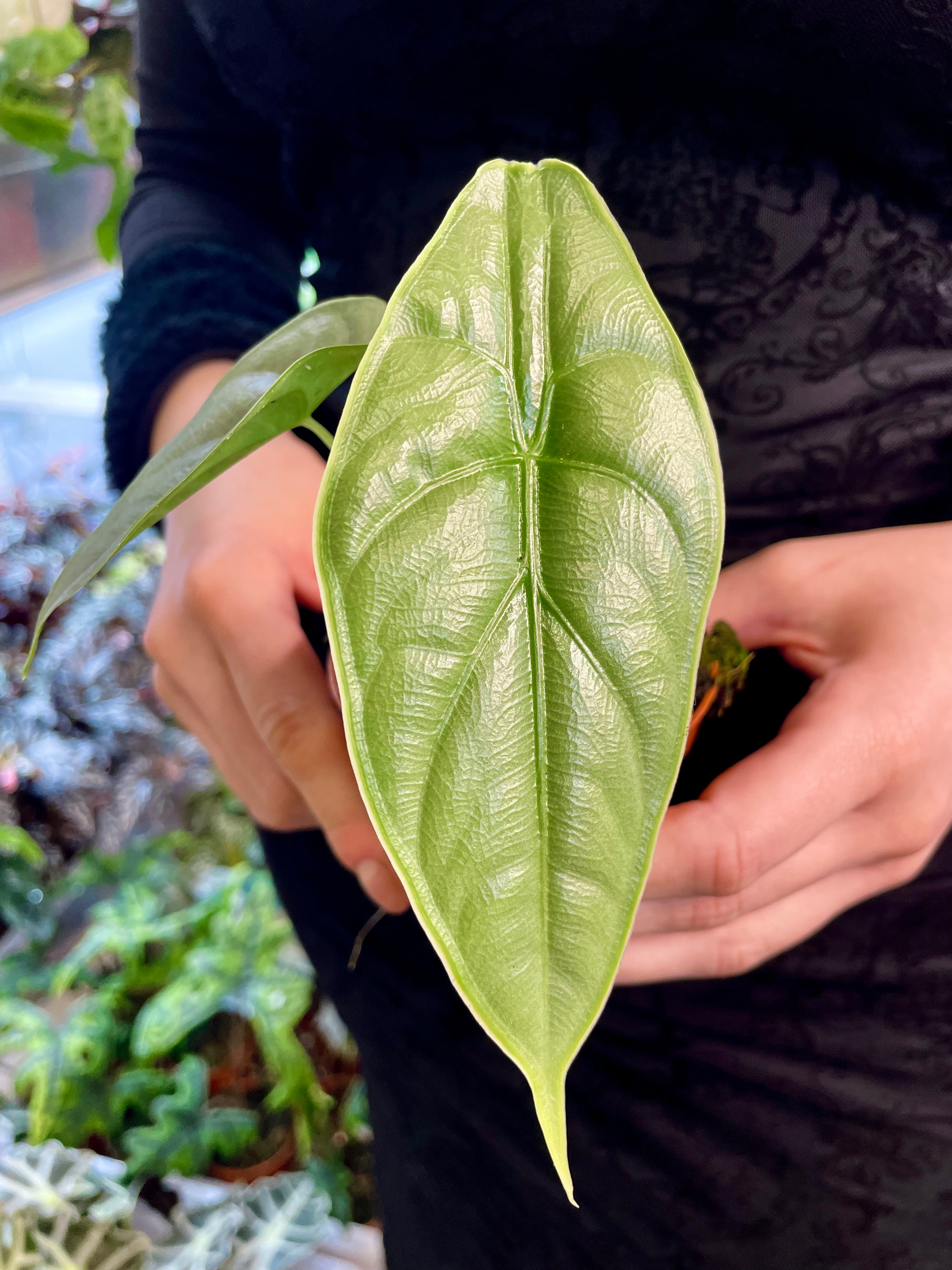 Alocasia Puncakborneensis fi8