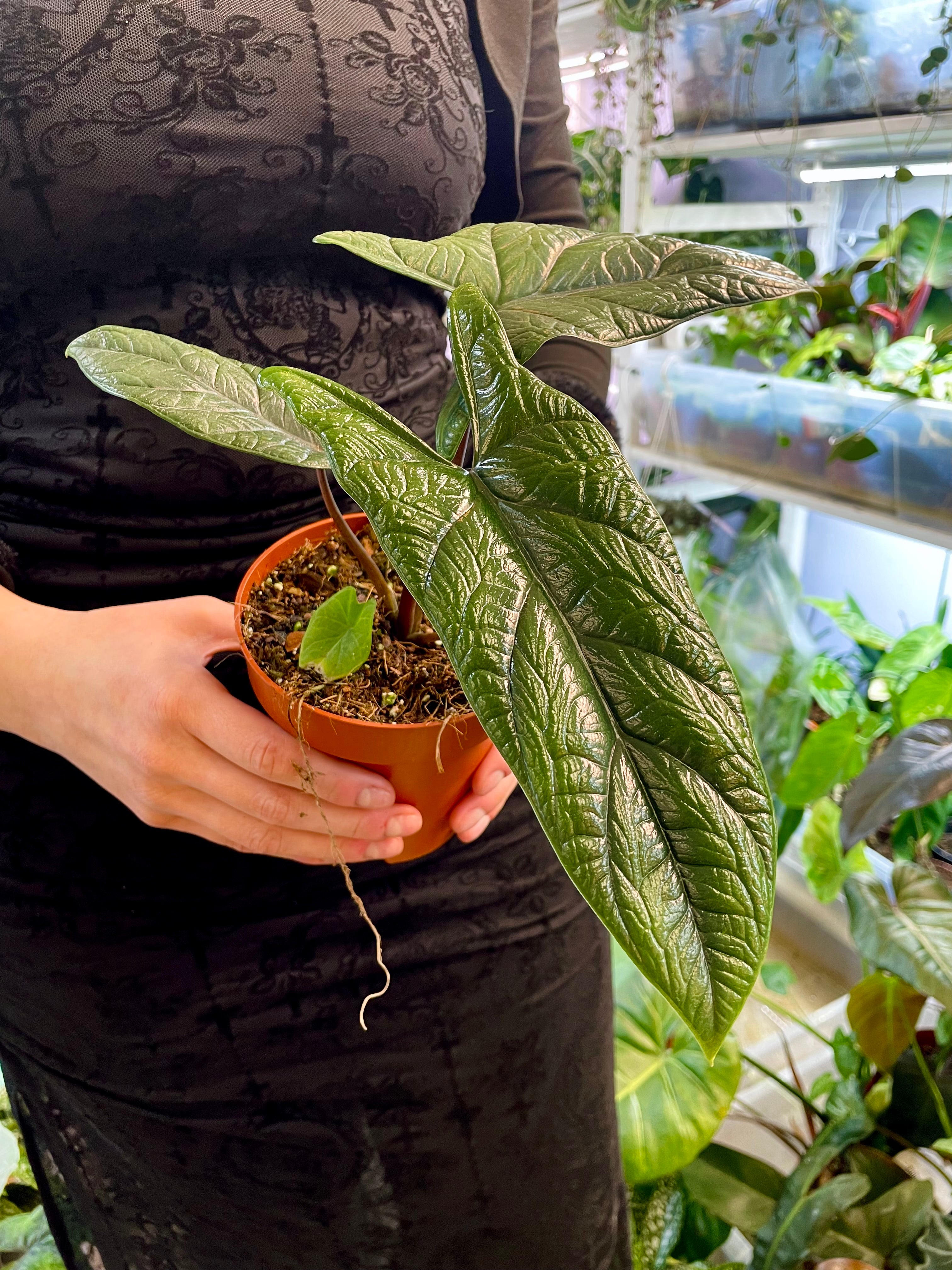 Alocasia Scalprum fi12 – PLANTMANIA
