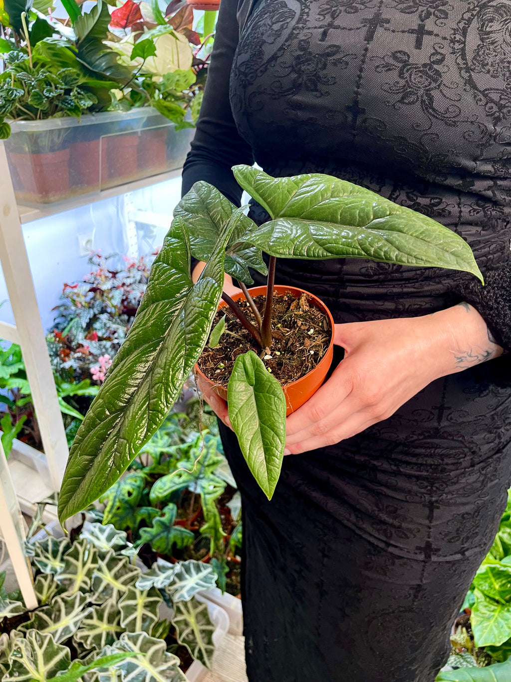 Alocasia Scalprum fi12