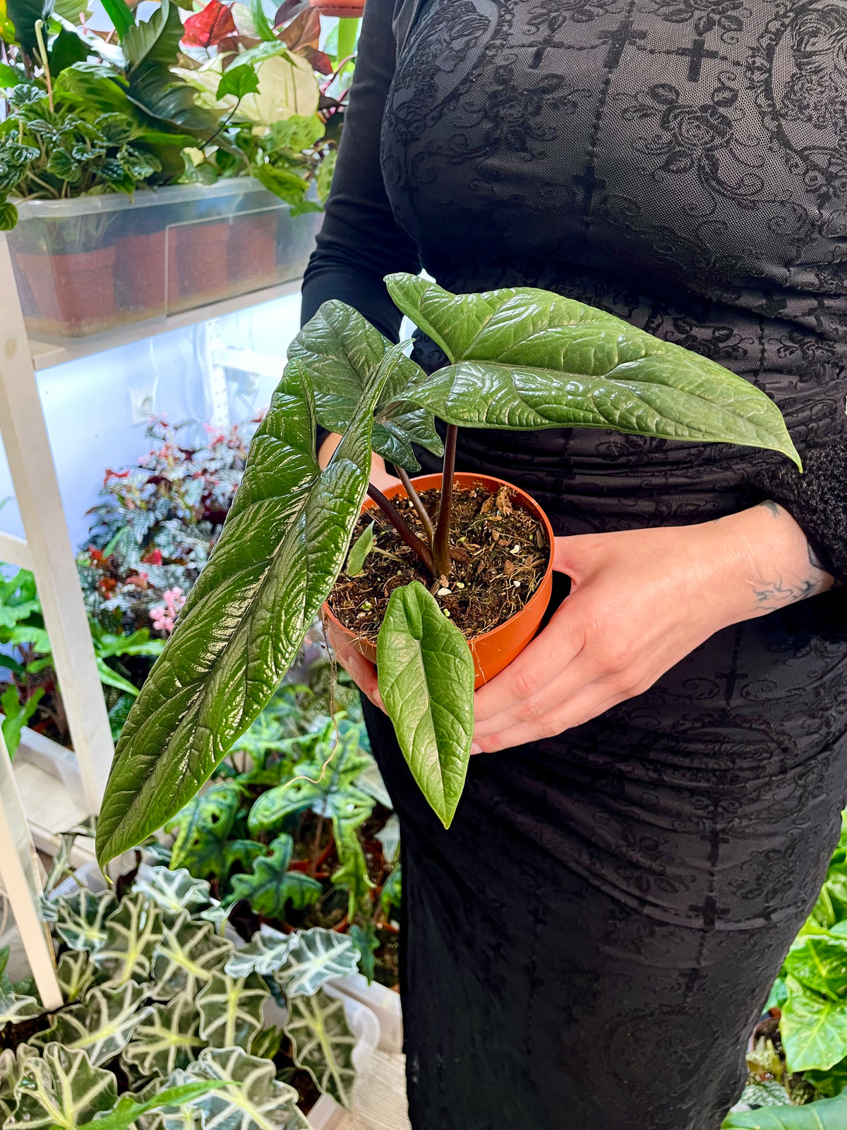 Alocasia Scalprum fi12