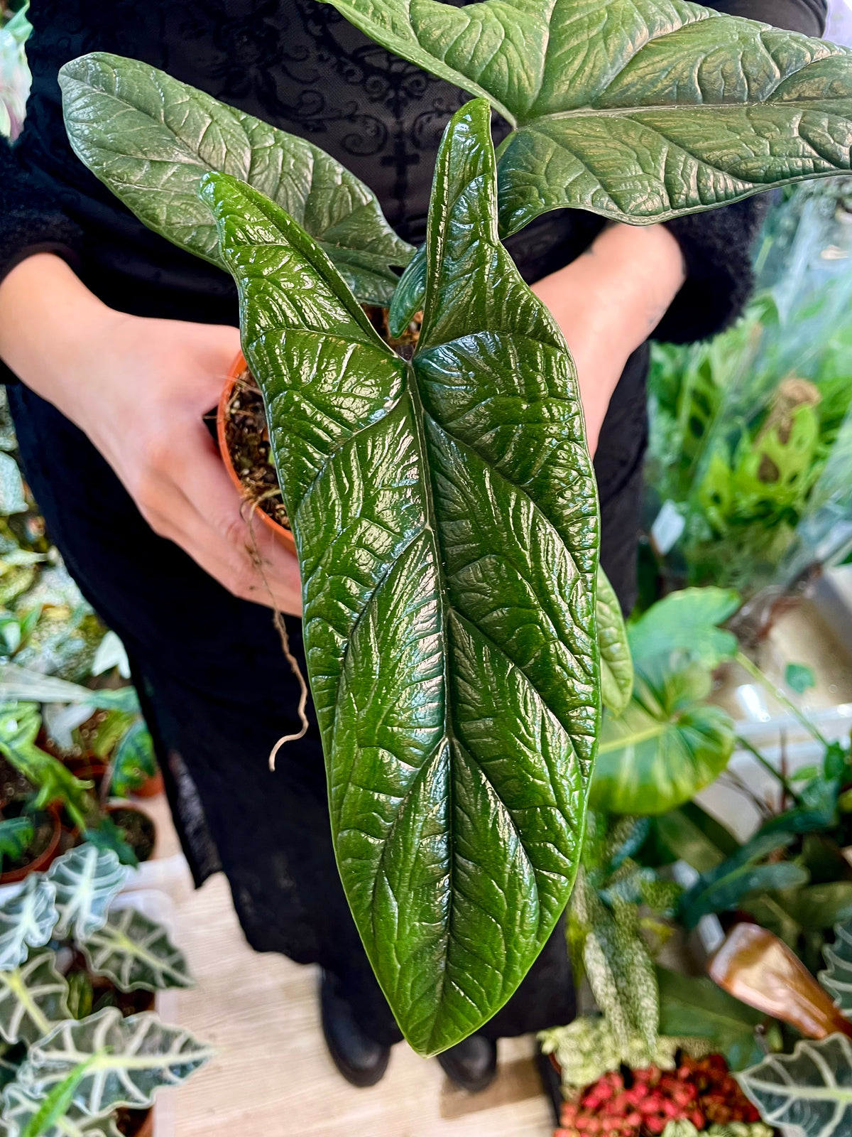Alocasia Scalprum fi12