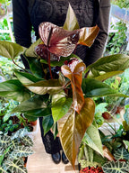 Anthurium Beauty Black fi17