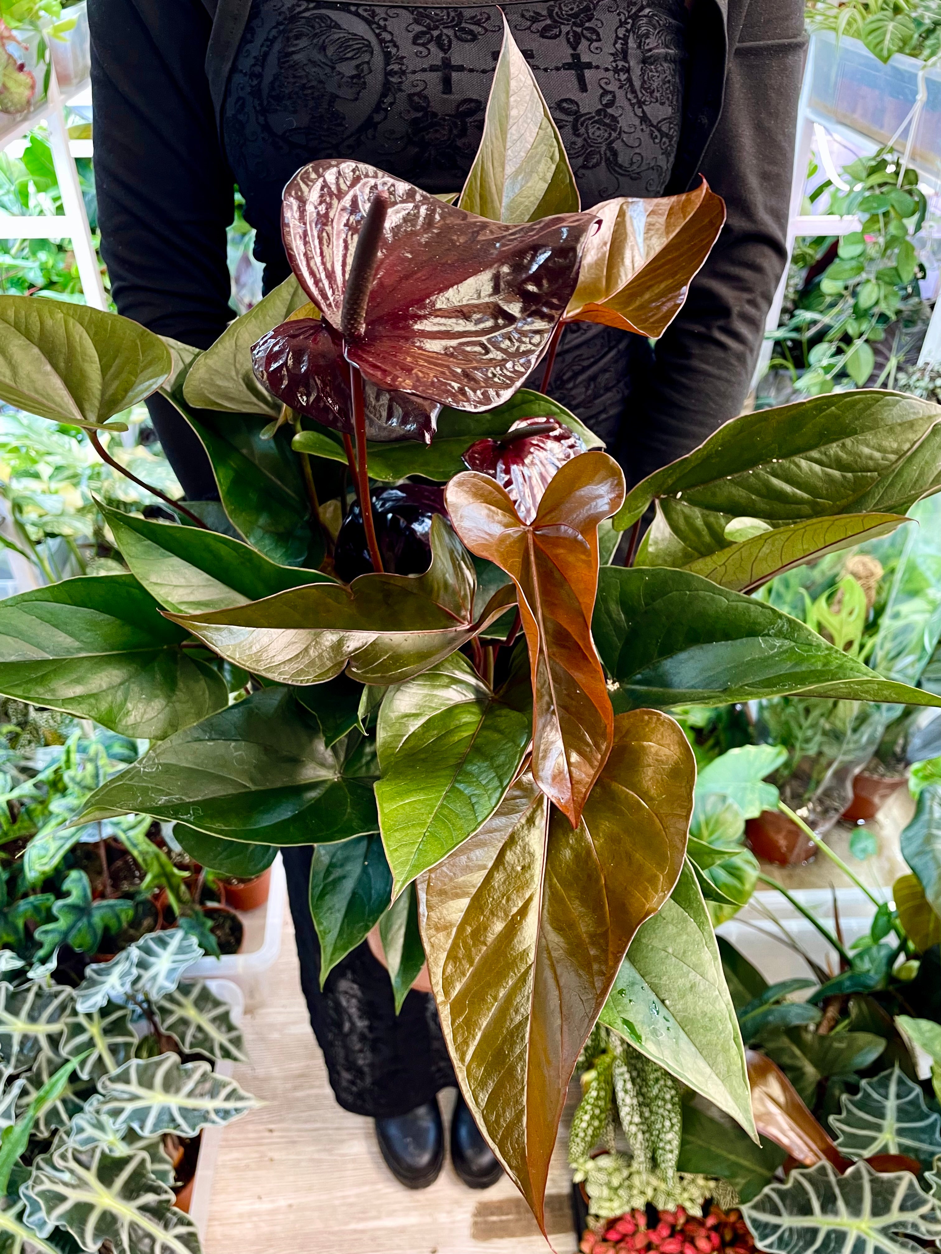 Anthurium Beauty Black fi17