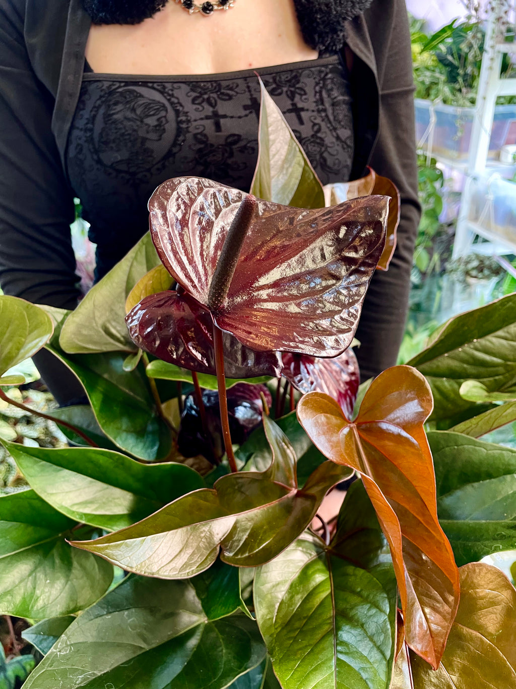 Anthurium Beauty Black fi17