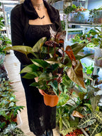 Anthurium Beauty Black fi17