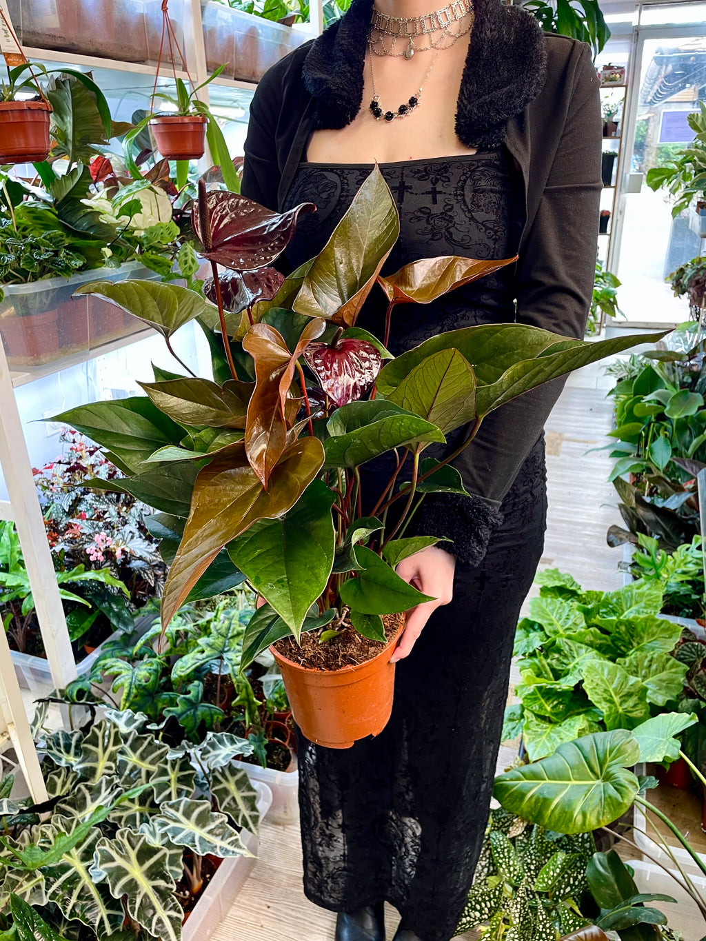 Anthurium Beauty Black fi17