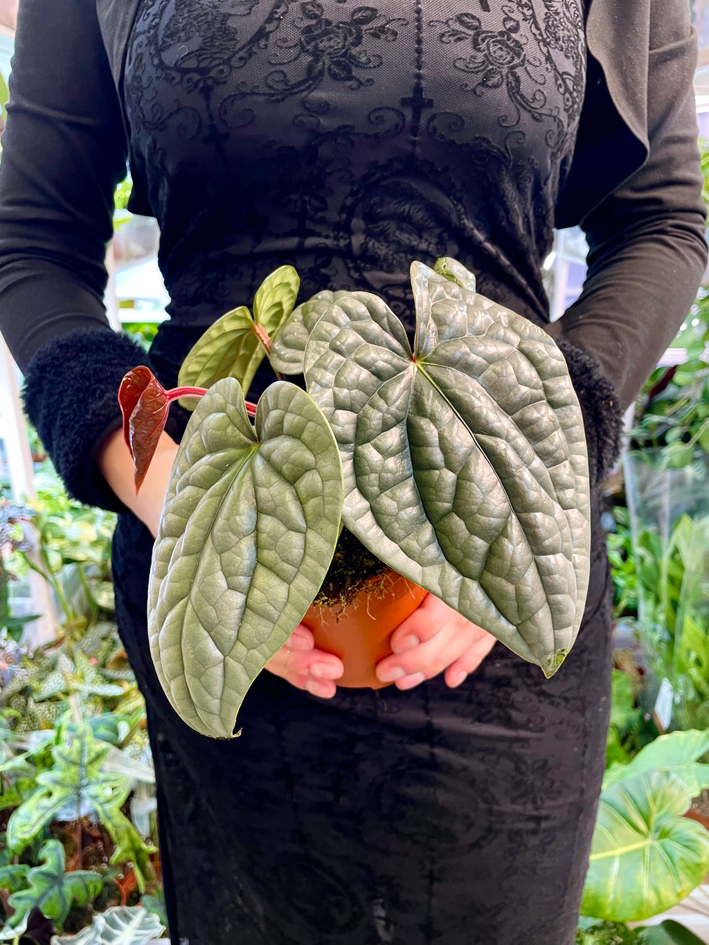 Anthurium Luxurians fi12