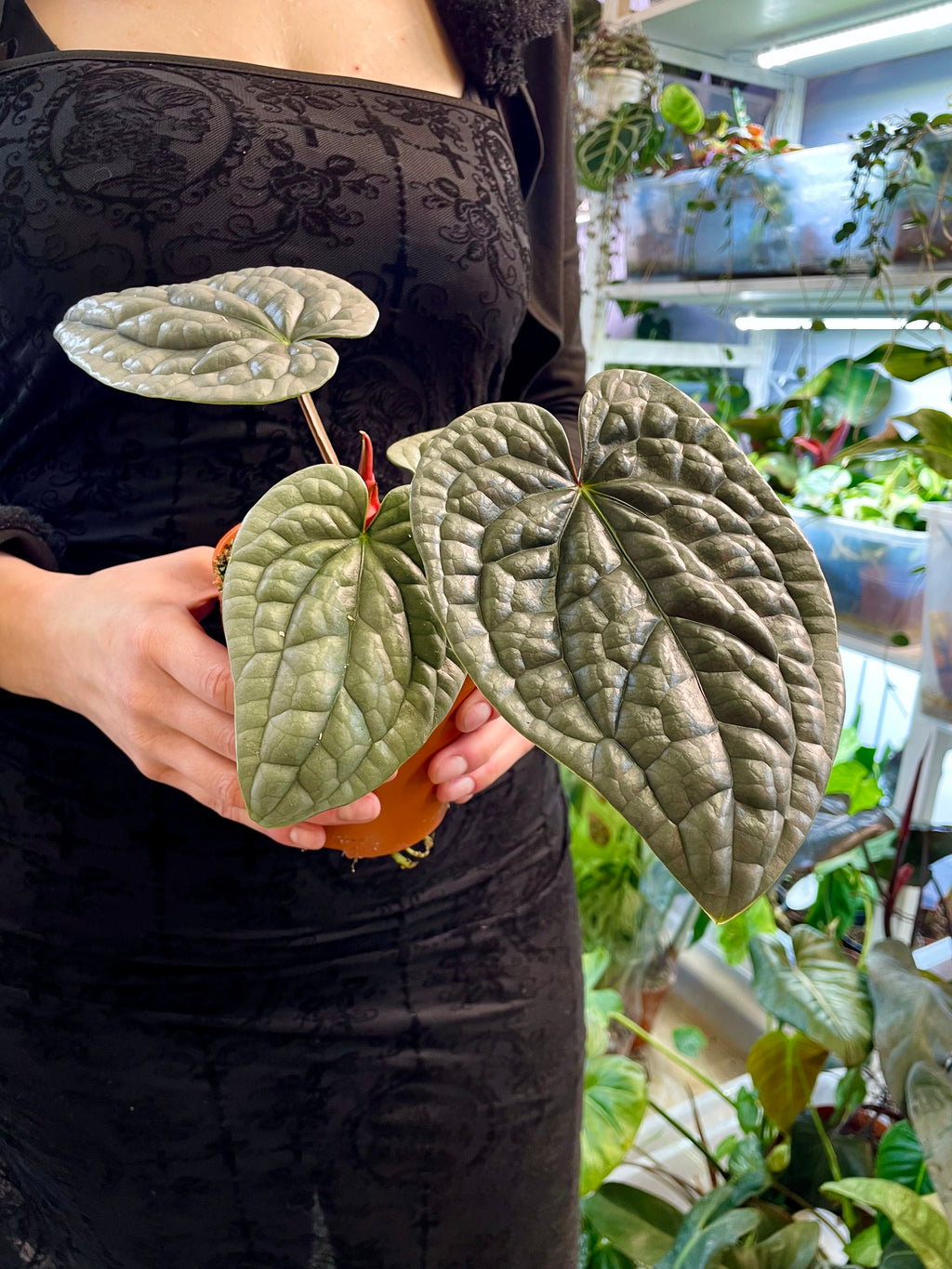 Anthurium Luxurians fi12
