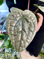 Anthurium Luxurians fi12