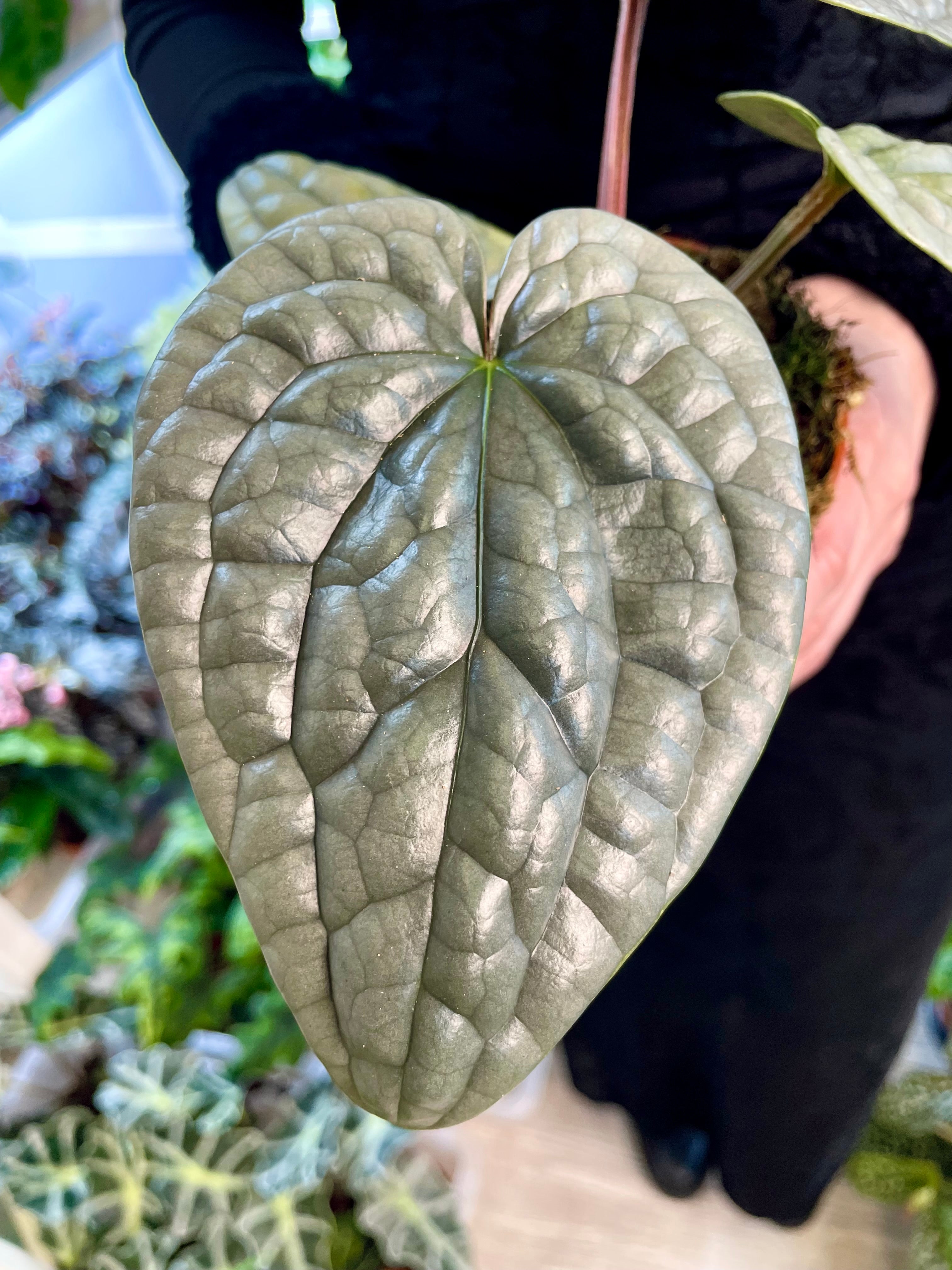 Anthurium Luxurians fi12