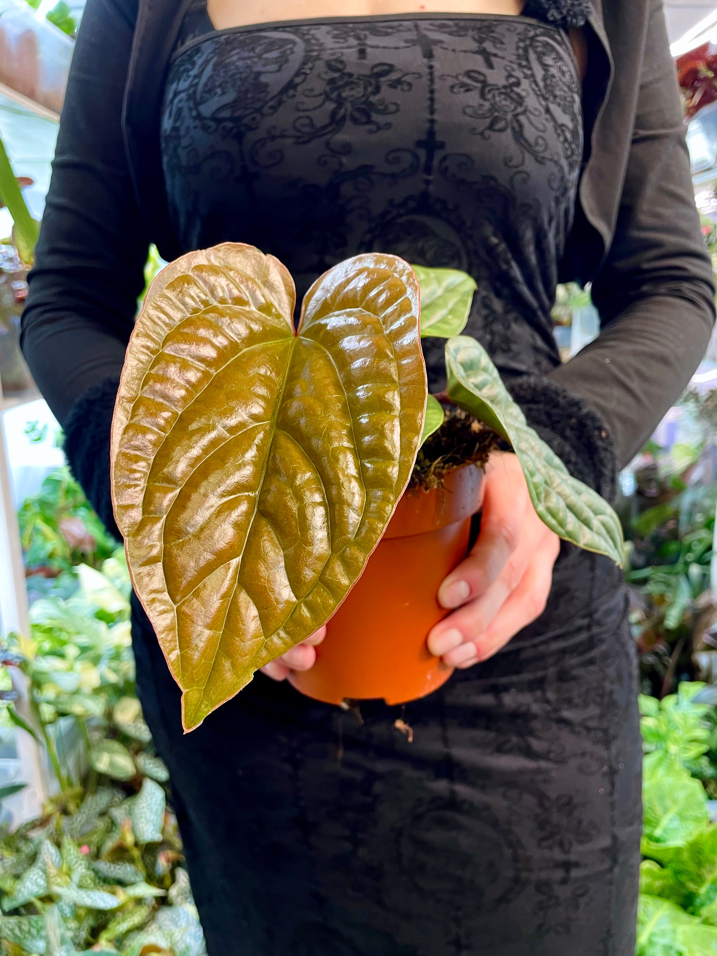 Anthurium Luxurians x Radicans fi12