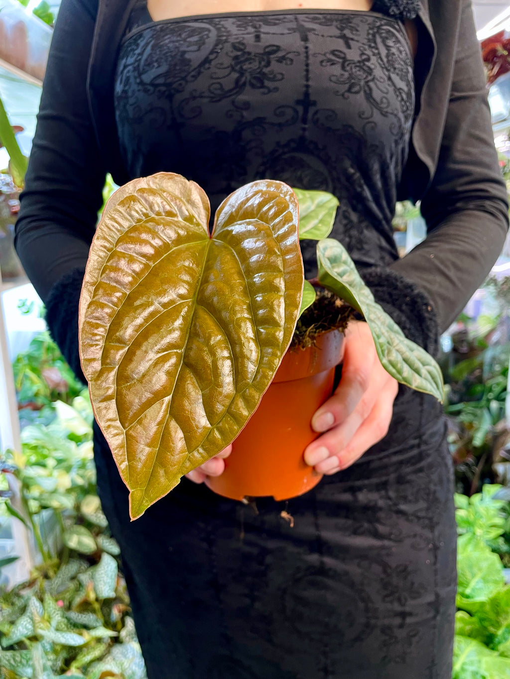 Anthurium Luxurians x Radicans fi12
