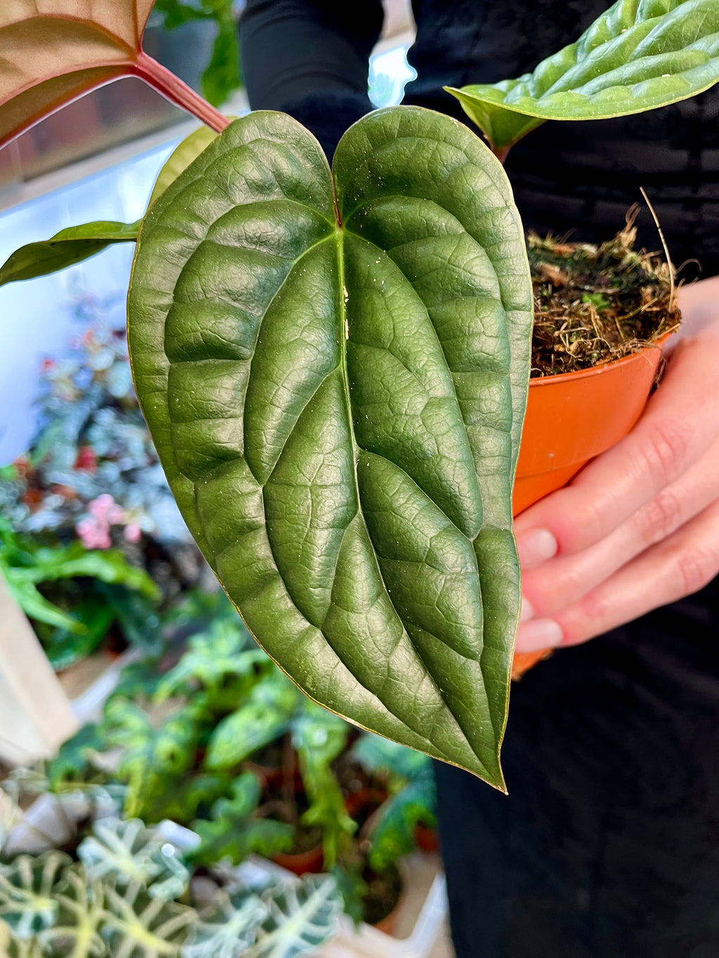 Anthurium Luxurians x Radicans fi12