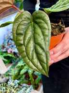 Anthurium Luxurians x Radicans fi12