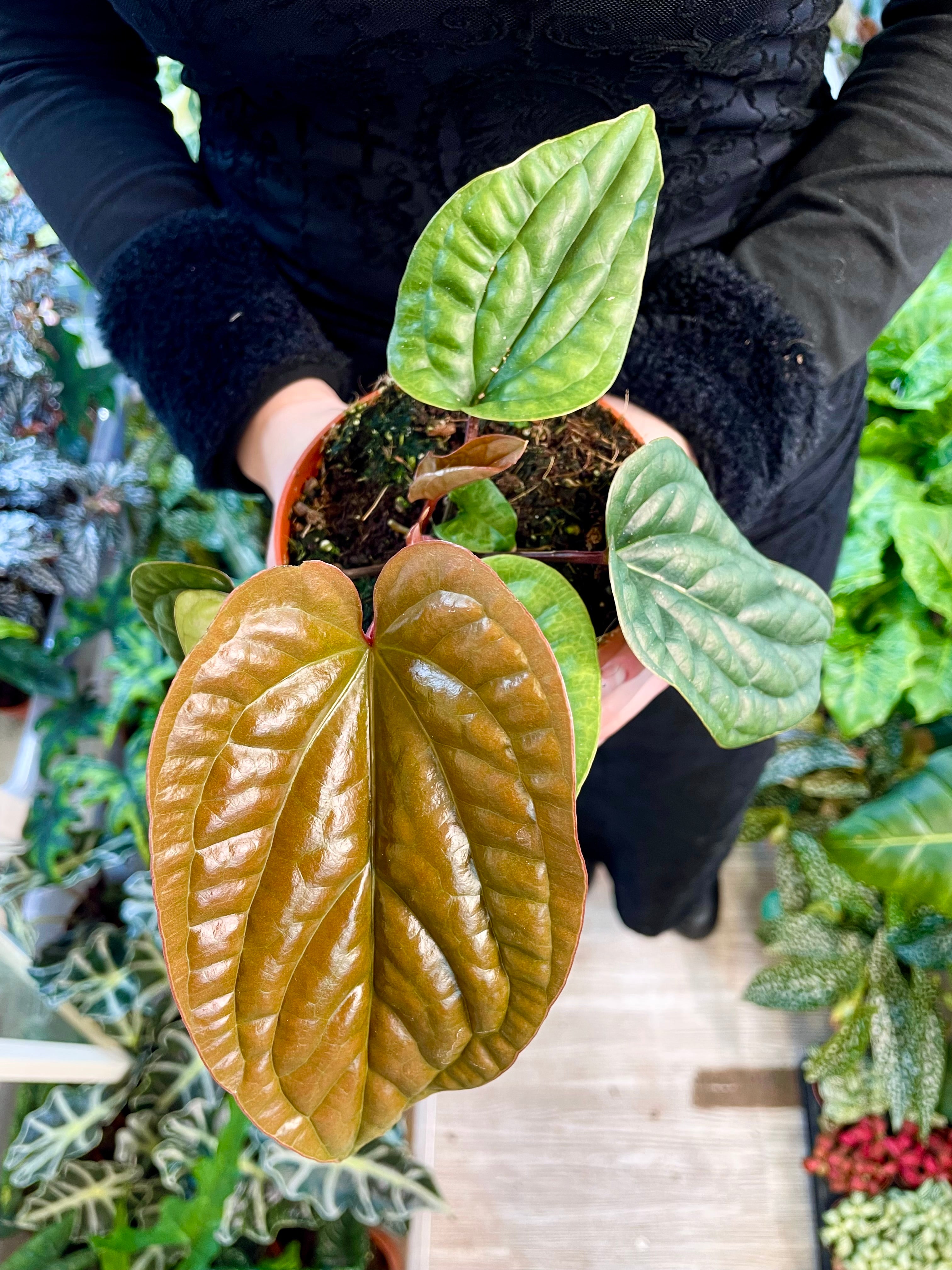Anthurium Luxurians x Radicans fi12