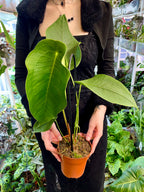 Anthurium Peltigerum fi12