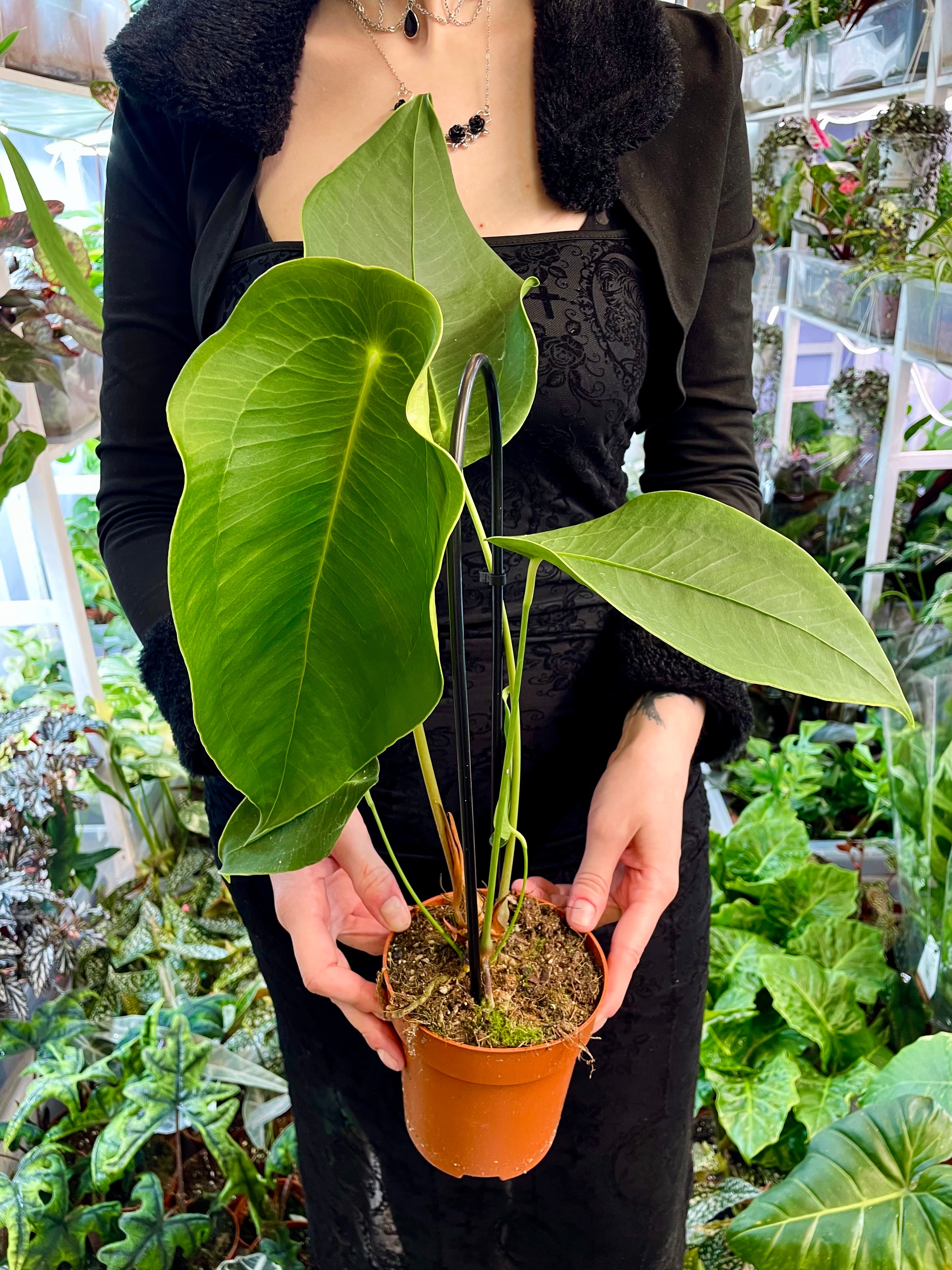 Anthurium Peltigerum fi12