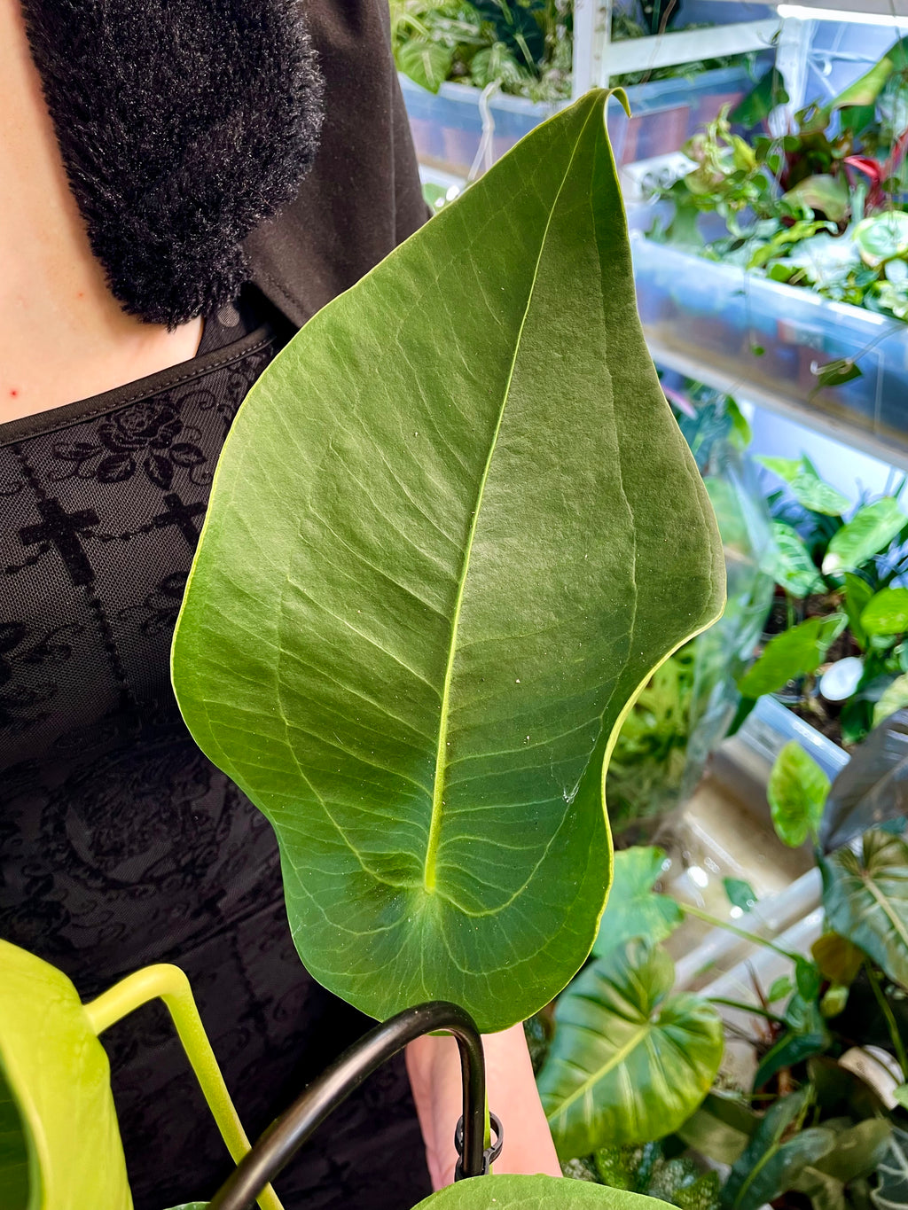 Anthurium Peltigerum fi12