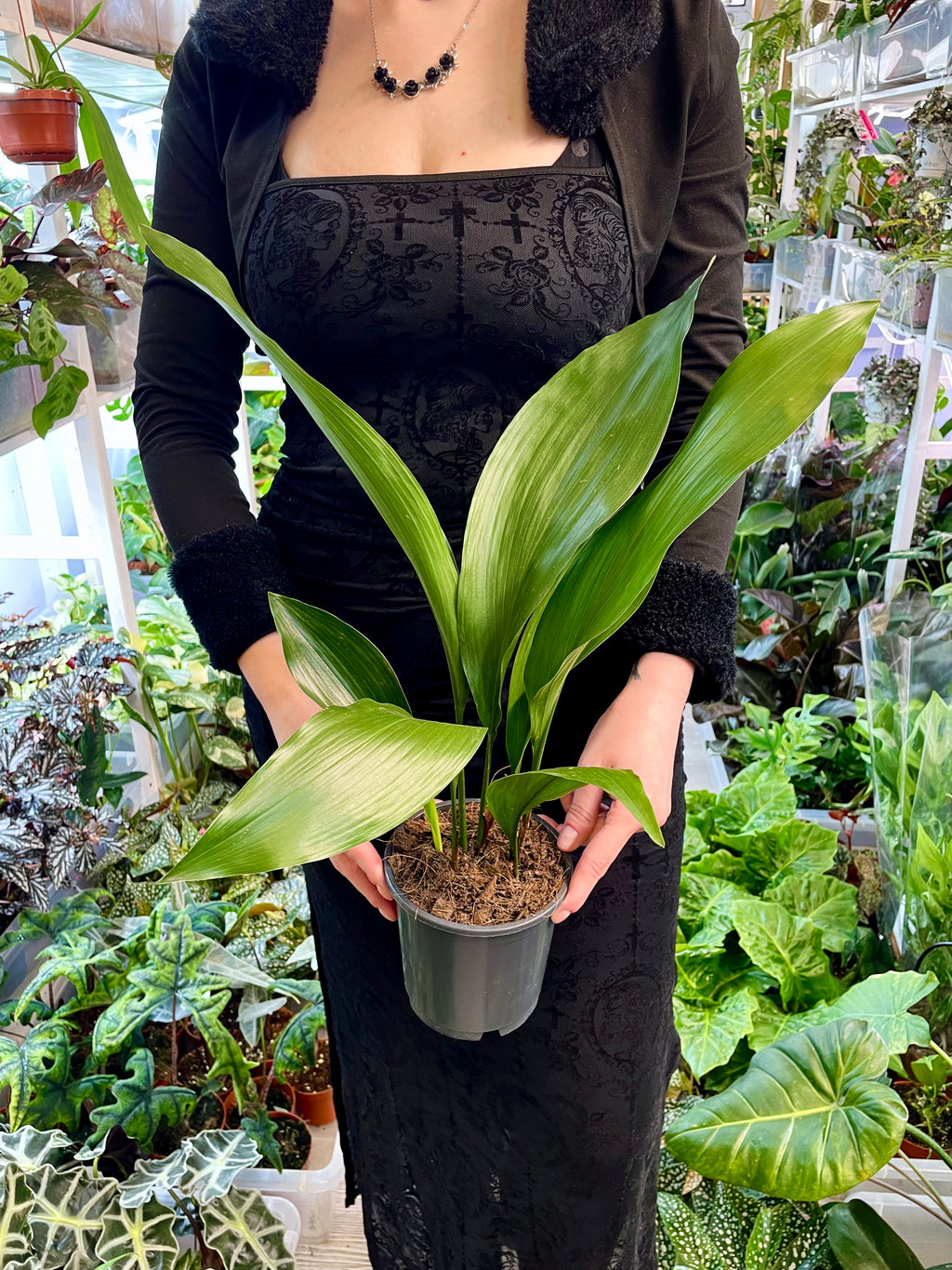 Aspidistra Elatior fi13 'Cast Iron plant'