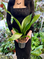 Aspidistra Elatior fi13 'Cast Iron plant'