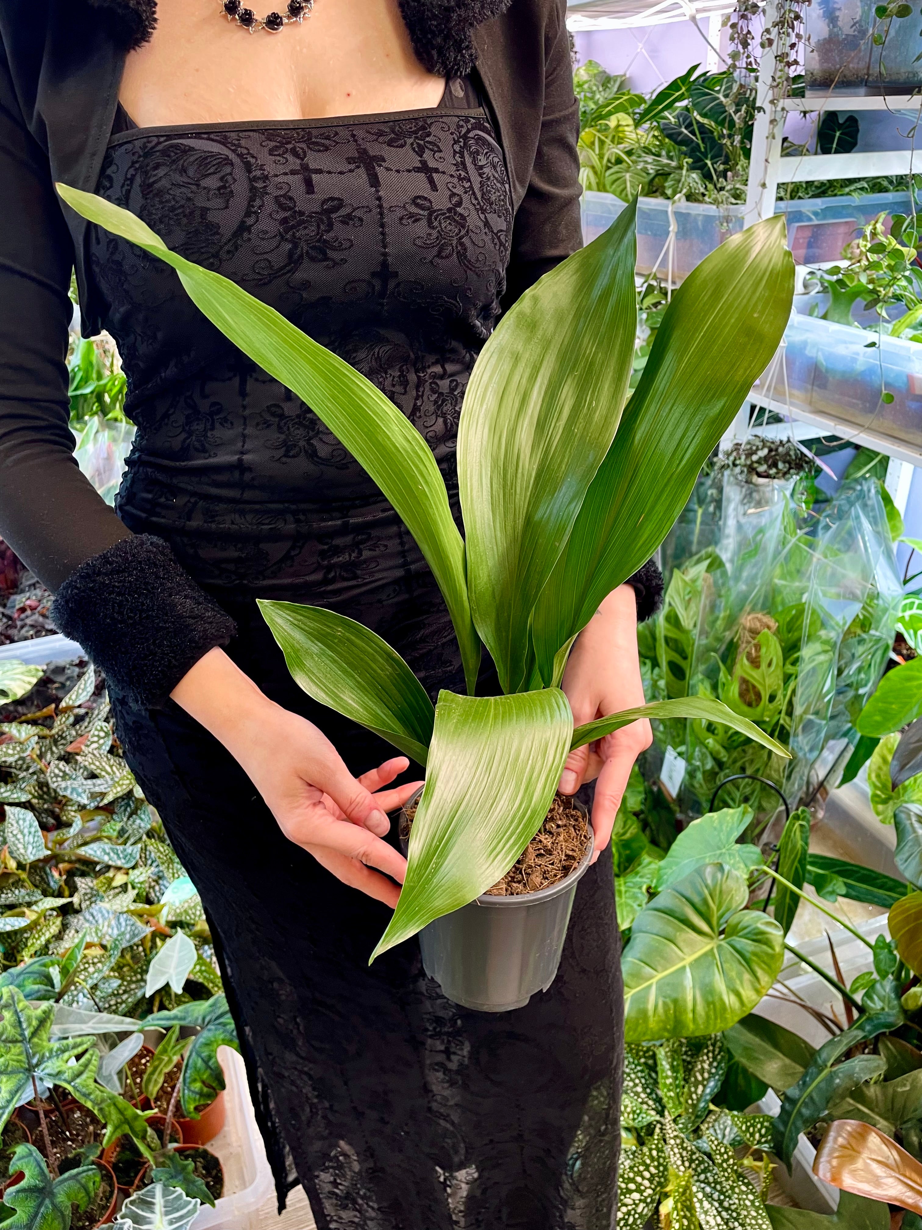 Aspidistra Elatior fi13 'Cast Iron plant'