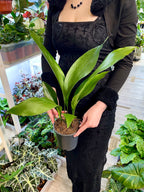 Aspidistra Elatior fi13 'Cast Iron plant'