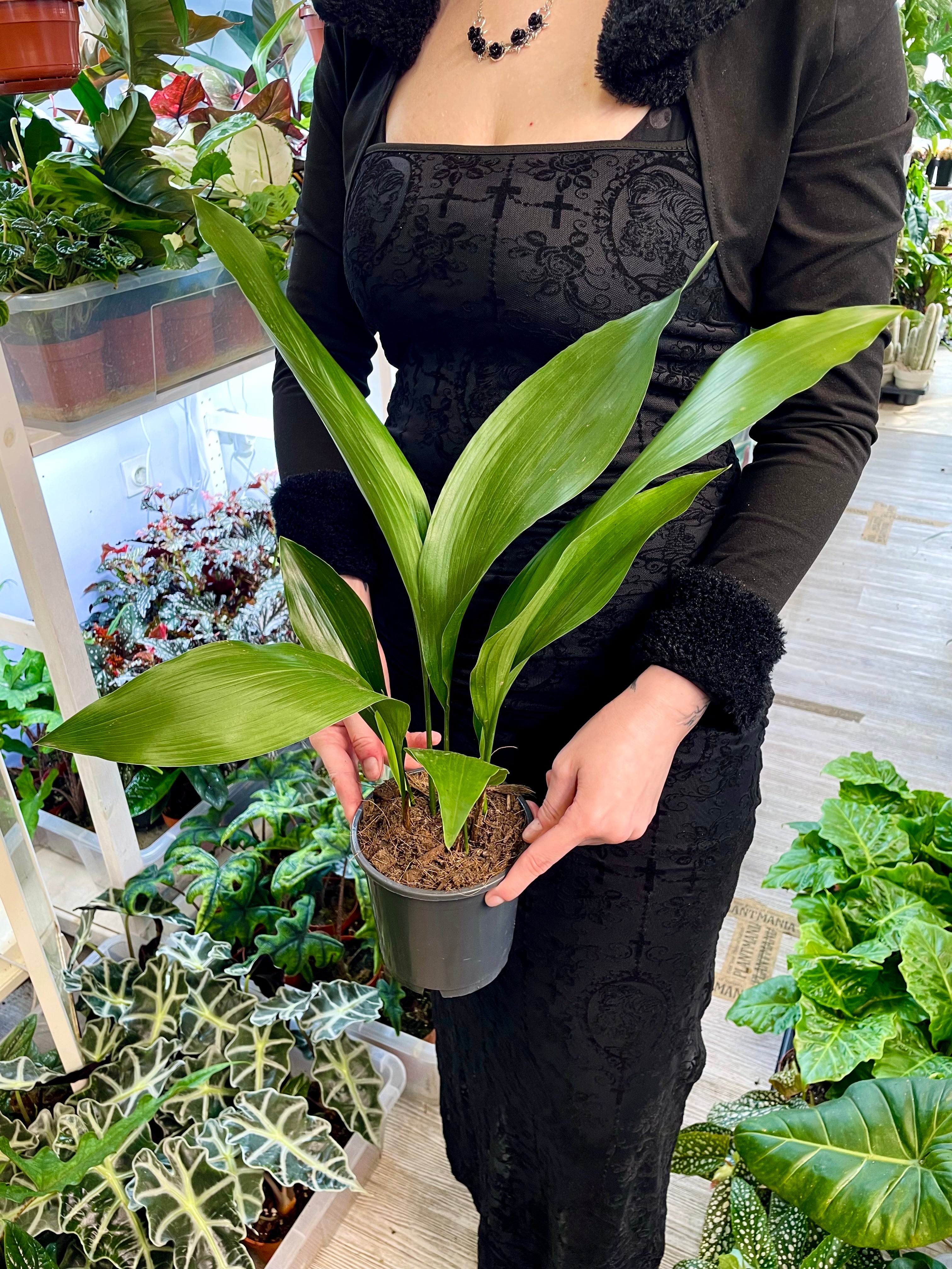 Aspidistra Elatior fi13 'Cast Iron plant'