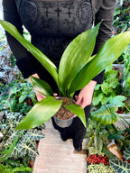 Aspidistra Elatior fi13 'Cast Iron plant'