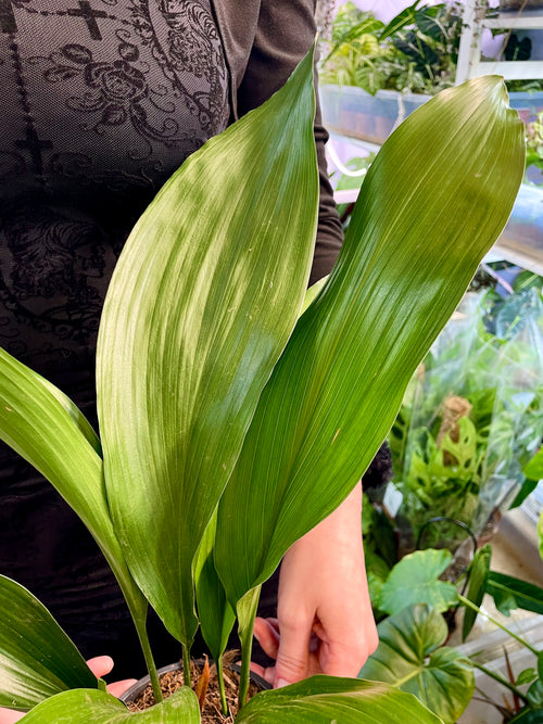 Aspidistra Elatior fi13 'Cast Iron plant'