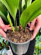 Aspidistra Elatior fi13 'Cast Iron plant'