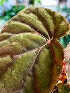 Begonia SP Black Bloodie fi8
