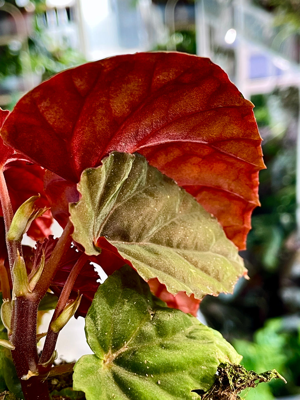 Begonia SP Black Bloodie fi8