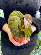 Begonia SP Black Bloodie fi8