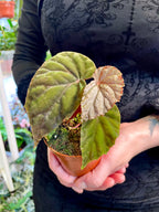 Begonia SP Black Bloodie fi8