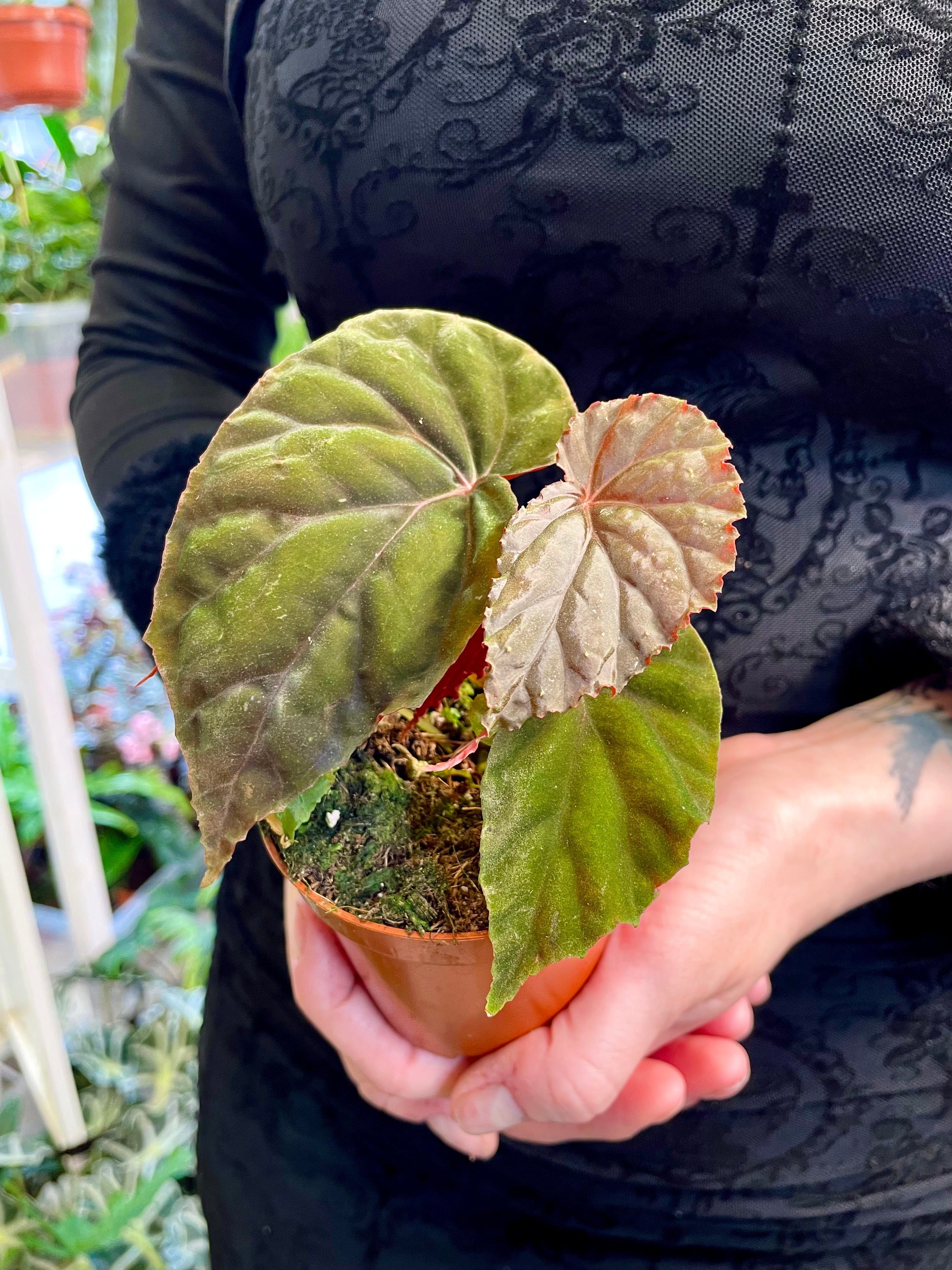 Begonia SP Black Bloodie fi8