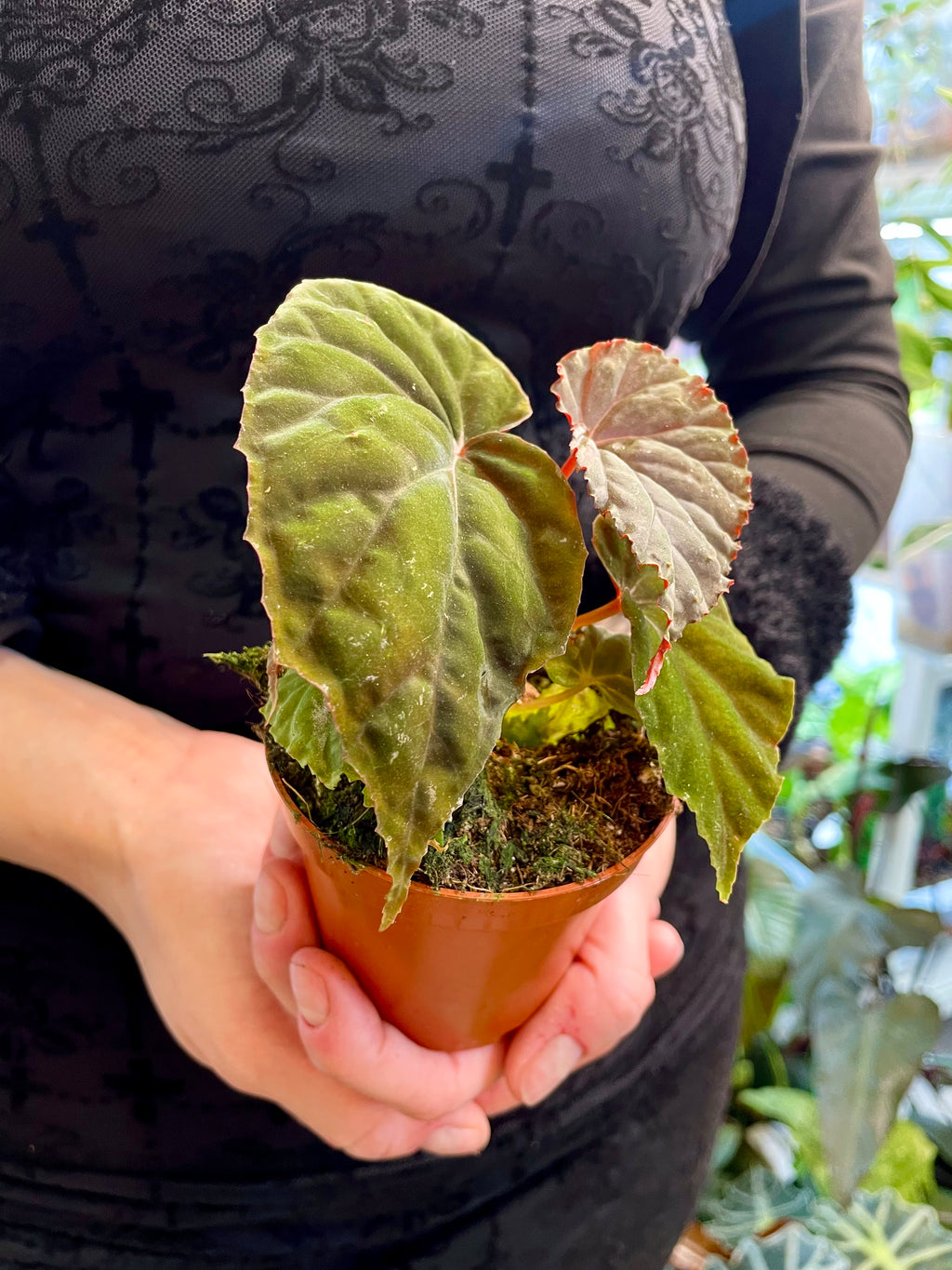 Begonia SP Black Bloodie fi8